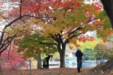 Japanese autumn season- Meet Wa! - JOI Learn Japanese Online