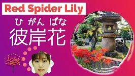 Red Spider Lily Learn Japanese Online Joi Teachers Blog