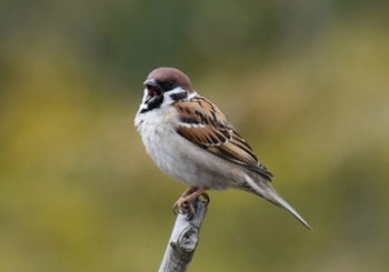 sparrow-Japan